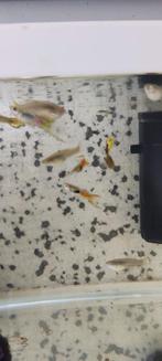 Aquarium endler vis, Dieren en Toebehoren, Vis, Zoetwatervis, Schoolvis