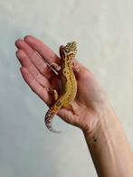 Bold bell luipaardgekko vrouw, Hagedis, Tam, 0 tot 2 jaar