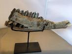 Deel onderkaak reuzenhert op metalen voet., Ophalen of Verzenden, Fossiel
