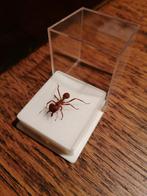 Leafcutter mier, Ophalen of Verzenden, Nieuw, Opgezet dier