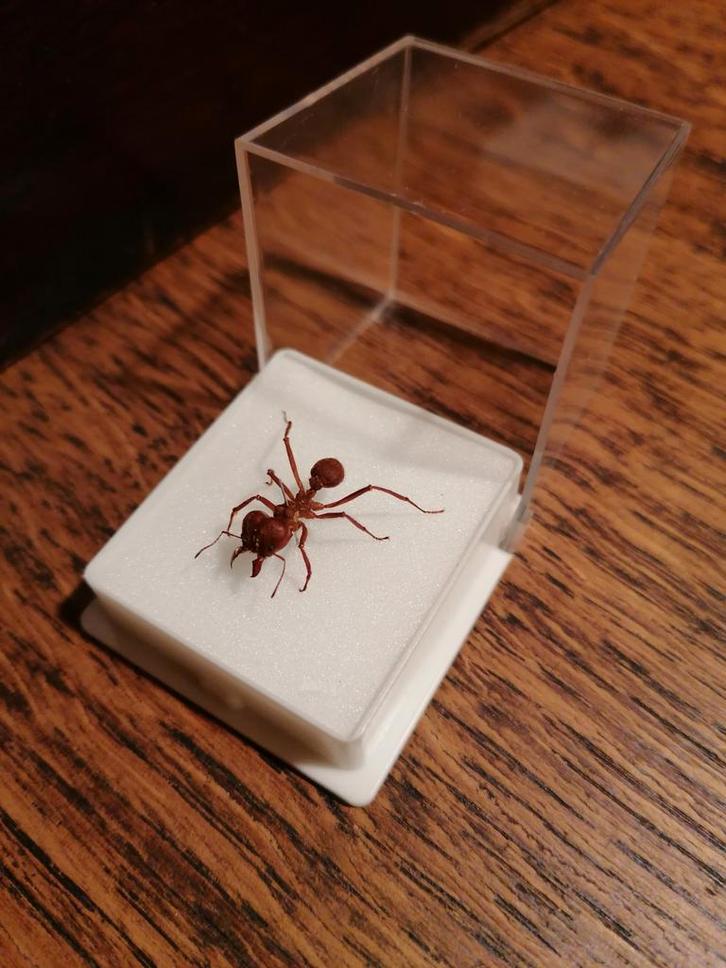 Leafcutter mier, Verzamelen, Dierenverzamelingen, Nieuw, Opgezet dier, Ophalen of Verzenden