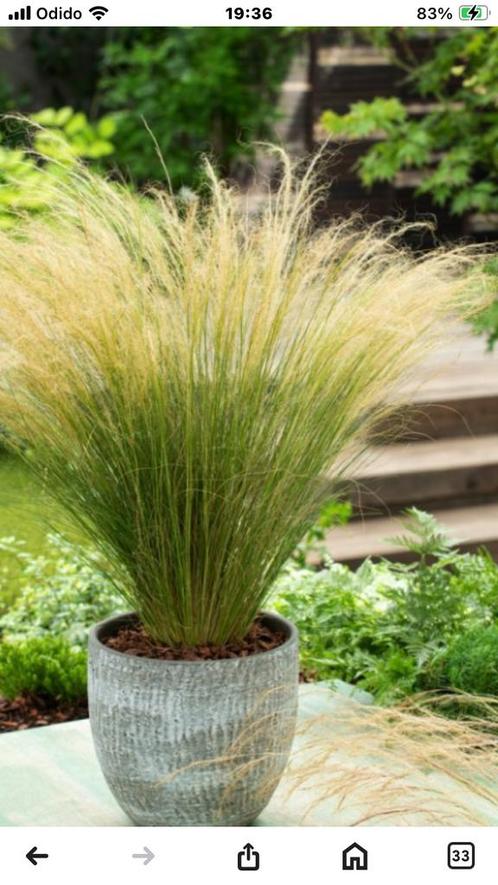 Stipa tenuissima “ ponytails”, Tuin en Terras, Planten | Tuinplanten, Vaste plant, Siergrassen, Volle zon, Zomer, Ophalen