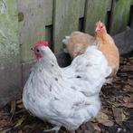 1 orpington kriel hen, 1 cochin kriel hen, Dieren en Toebehoren, Vrouwelijk, Kip