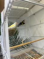 Mooie vogeltjes, Meerdere dieren