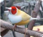 Gezocht witborst gouldamedine (wildkleur en geel), Dieren en Toebehoren, Vogels | Overige Vogels, Meerdere dieren, Tropenvogel