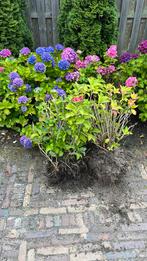 15 stuks hortensia, Tuin en Terras, Planten | Tuinplanten, Ophalen of Verzenden, Zomer, Overige soorten, Halfschaduw