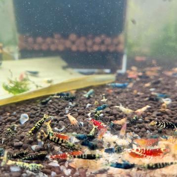 Aanbieding Caridina garnalen skittels mix bezorging aquarium beschikbaar voor biedingen