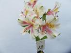 snij alstroemeria's, Overige soorten, Volle zon, Vaste plant, Ophalen of Verzenden