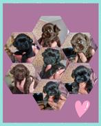 Shih tzu pups, Dieren en Toebehoren, Overige rassen, 8 tot 15 weken, Meerdere, Meerdere dieren