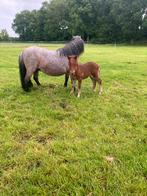 Tk mooi vos merrie veulen gebr 20  mei, Dieren en Toebehoren, Merrie