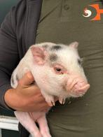 Minivarkens | Leuke biggen die goed tam worden!, Dieren en Toebehoren, Schapen, Geiten en Varkens, Meerdere dieren, Varken, 0 tot 2 jaar