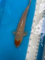 Speciale 40 cm koi, Dieren en Toebehoren, Vissen | Vijvervissen, Karper of Koi