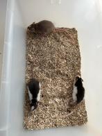 Te koop tamme ratjes, Dieren en Toebehoren, September, Meerdere dieren, Rat