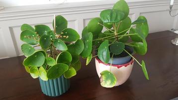 Pannenkoekplant Pilea Peperomioides diverse maten beschikbaar voor biedingen