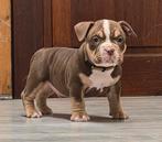 American bully Micro/pocket pups, België, Fokker | Hobbymatig, Rabiës (hondsdolheid), 8 tot 15 weken
