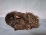 Jong Texel zeugje - choco/goud/wit, Vrouwelijk, Cavia, Na 1 juli 2024