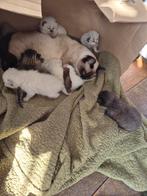 Kittens britse korthaar langhaar, Dieren en Toebehoren, Poes, Gechipt, 0 tot 2 jaar