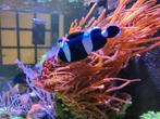 Entacmaea Quadricolor Bubble Anemoon, Dieren en Toebehoren, Ophalen, Plant(en), Steen of Hout
