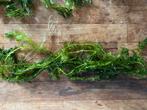 Aquarium Planten.  Stuur ook op!, Dieren en Toebehoren, Vissen | Aquaria en Toebehoren, Ophalen of Verzenden, Nieuw, Plant(en), Steen of Hout