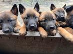 Zeer mooie mechelse herder pups, Rabiës (hondsdolheid), 8 tot 15 weken, Groot, Meerdere