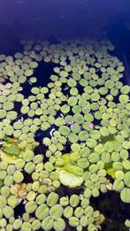 Salvina natans, Dieren en Toebehoren, Vissen | Aquaria en Toebehoren, Ophalen, Nieuw, Plant(en), Steen of Hout