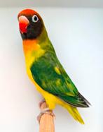 Nigrigenissen mooi koppel, Dieren en Toebehoren, Vogels | Parkieten en Papegaaien, Meerdere dieren, Parkiet