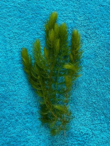 Hoornblad - aquarium zuurstofplant beschikbaar voor biedingen