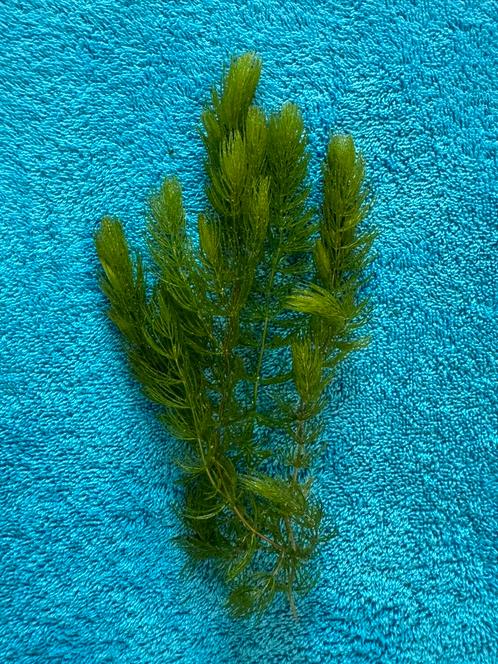 Hoornblad - aquarium zuurstofplant, Dieren en Toebehoren, Vissen | Aquaria en Toebehoren, Zo goed als nieuw, Plant(en), Steen of Hout