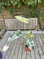Alocasia Frydek Variegata     a, Ophalen of Verzenden, Overige soorten, Minder dan 100 cm