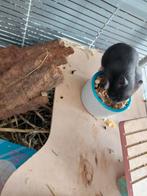 Baby hamsters nog 3 beschikbaar, Dieren en Toebehoren, Knaagdieren, Hamster, Meerdere dieren, Tam, Oktober