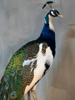 Opgezette pauw bonte pauw nieuw taxidermie, Ophalen, Nieuw, Vogel, Opgezet dier