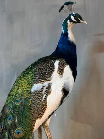 Opgezette pauw bonte pauw nieuw taxidermie  beschikbaar voor biedingen