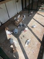 Oud duitse meeuwen, Dieren en Toebehoren, Vogels | Duiven