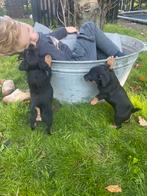 Jack Russell puppy's, Dieren en Toebehoren, Honden | Jack Russells en Terriërs, Rabiës (hondsdolheid), Jack Russell Terriër, 8 tot 15 weken