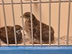 Natuurbroed Chinese Dwergkwartels. Onverwante koppels, Meerdere dieren, Tropenvogel