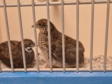 Natuurbroed Chinese Dwergkwartels. Onverwante koppels beschikbaar voor biedingen