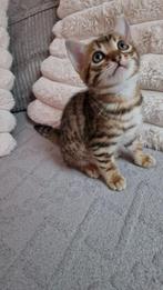 3 kwart Bengaalse kittens te koop, Dieren en Toebehoren, Meerdere dieren