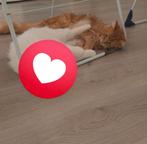 Verkocht! Kruising Mainecoon/turkse angora, Poes, Gechipt