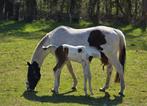 Bonte merrie uit Samber moederlijn / fokmerrie, Dieren en Toebehoren, Paarden, Merrie, B, Gechipt, Dressuurpaard