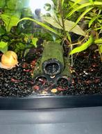 Rode (baby) garnalen, Kreeft, Krab of Garnaal