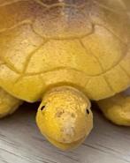 LEUKE SCHILDPAD SPEELGOED, Ophalen of Verzenden, Gebruikt, Overige soorten, Overige typen