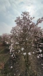 Magnolia tulpenboom Soulangeana, Ophalen of Verzenden, Overige soorten, Volle zon
