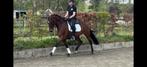10 jarige merrie (Lord leatherdale x T. romantico), Dieren en Toebehoren, Paarden, Merrie, Dressuurpaard