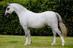 Te koop: Drachtige Welsh A stermerrie, Dieren en Toebehoren, Pony's, Merrie, Gechipt, Niet van toepassing, 7 tot 10 jaar