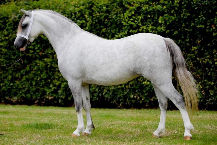 Te koop: Drachtige Welsh A stermerrie, Dieren en Toebehoren, Pony's, Merrie, Niet van toepassing, B pony (1.17m tot 1.27m), 7 tot 10 jaar