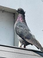 Hoogvlieger, Dieren en Toebehoren, Vogels | Duiven, Meerdere dieren, Overige soorten