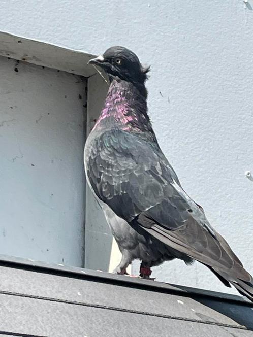 Hoogvlieger, Dieren en Toebehoren, Vogels | Duiven, Overige soorten, Meerdere dieren