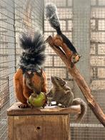 GEZOCHT: Eekhoorn, alle soorten eekhoorns, Dieren en Toebehoren, Knaagdieren, Juni, Meerdere dieren, Overige typen, Tam