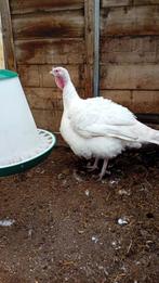 Witte kalkoen kerst kalkoen vlees kalkoen, Dieren en Toebehoren, Mannelijk, Kalkoen