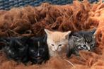 Leuke boerderij kittens, Dieren en Toebehoren, Katten en Kittens | Overige Katten